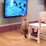 Kitty TV Time