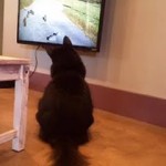 I love to watch some TV on my spare time