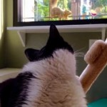 Is that a squirrel?!?