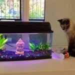 I love my fish friends
